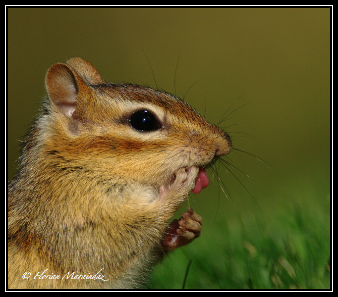 Chipmunk 4