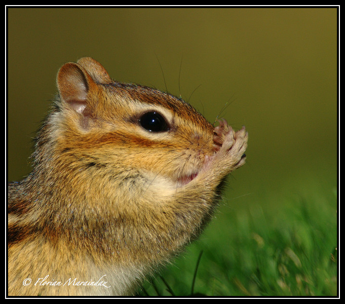 Chipmunk 5