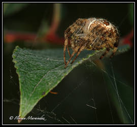 Spider