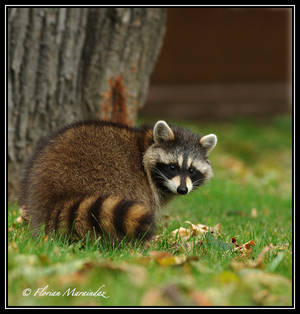 Raccoon