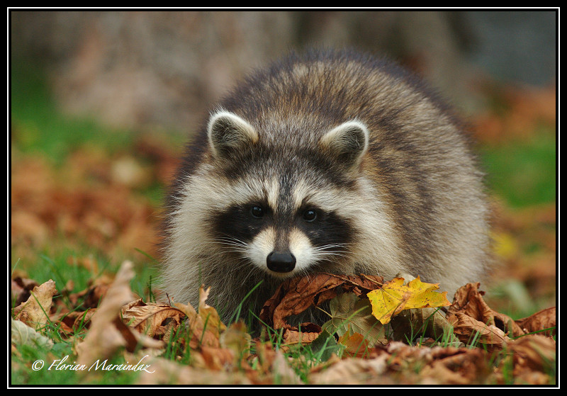 Raccoon 4