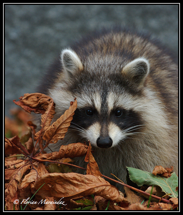 Raccoon 5