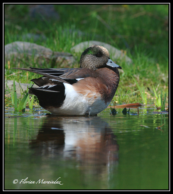 American Wigeon