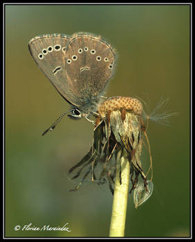 lycaenidae 2