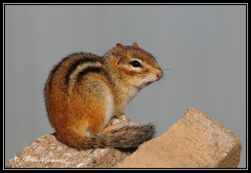 chipmunk 6