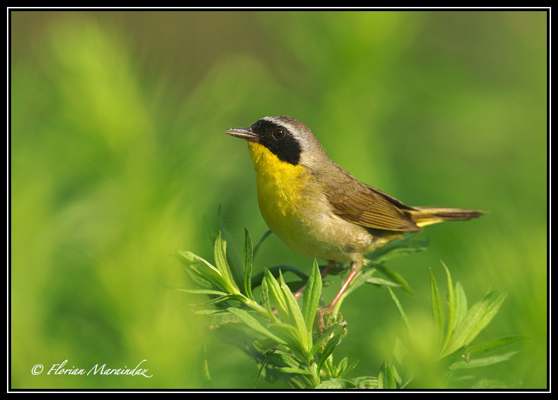 Paruline Masquee 8