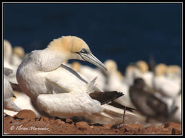 Gannet 14
