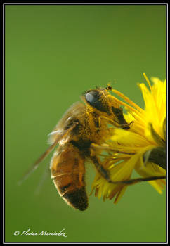 Syrphides 3