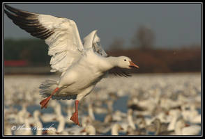 Snow Goose 29