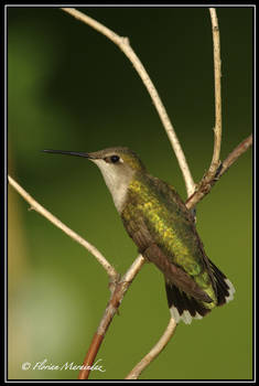 Colibri 3