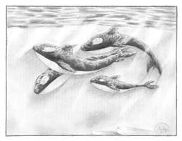 Orcas - Pencil