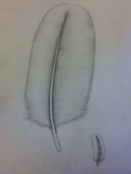 .:feather:.