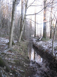 Trees in Winter