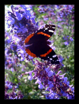 Red Admiral