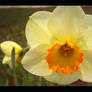 Daffodil I