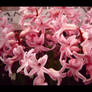 Pink Hyacinths I