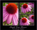 Purple Cone Flowers by Jenna-Rose