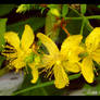 St. John's Wort