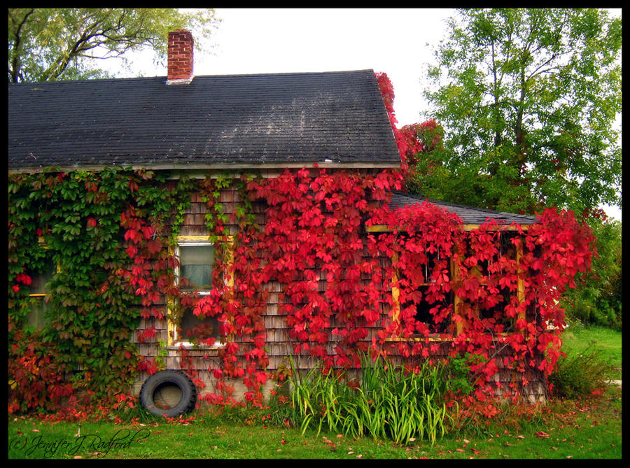 Nature Reclaims