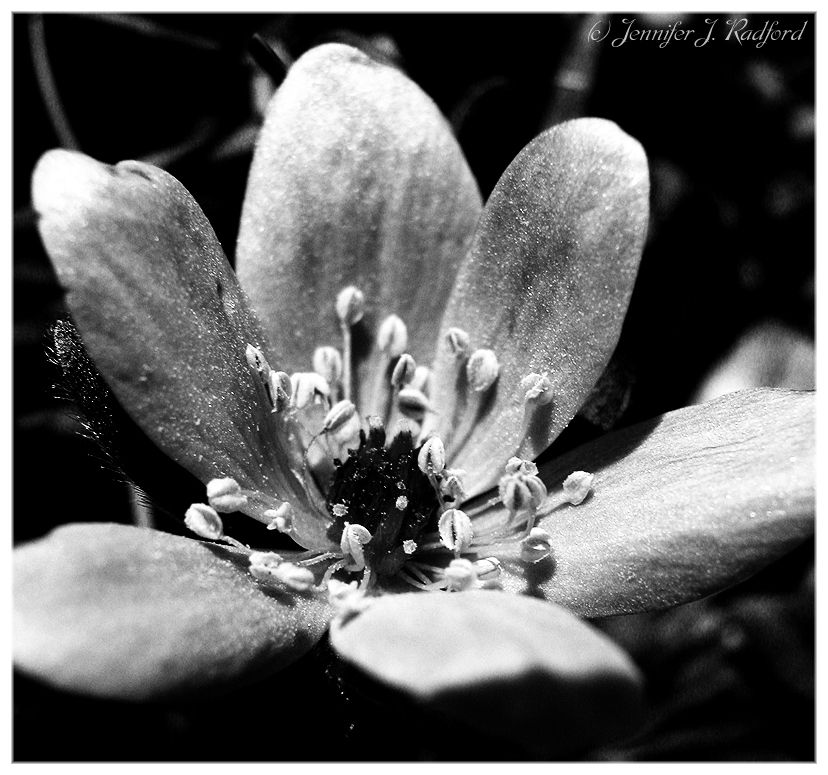 Monochrome Mayflower