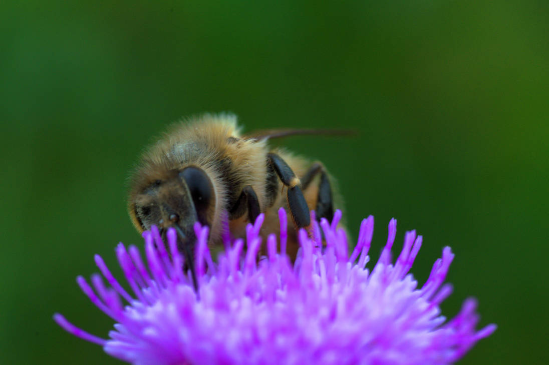 Issa Bee by xs-deviant on DeviantArt