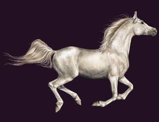 Arabian white horse