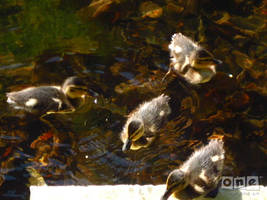 ducklings