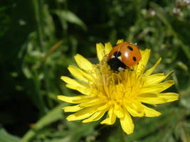 Dandylion