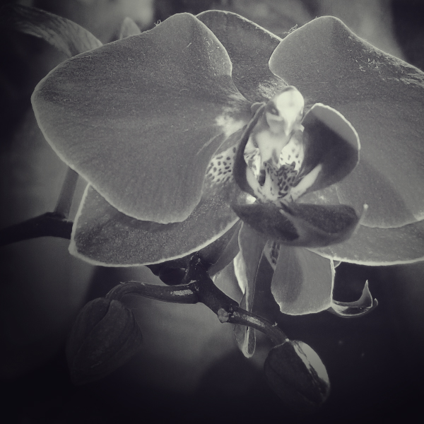 Orchid II