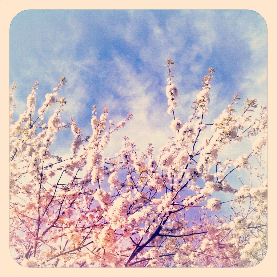 Blossoms