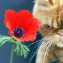 Cat and Flower