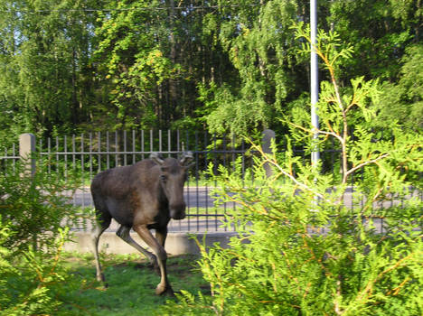 The moose attack