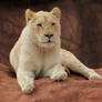 Lioness 1