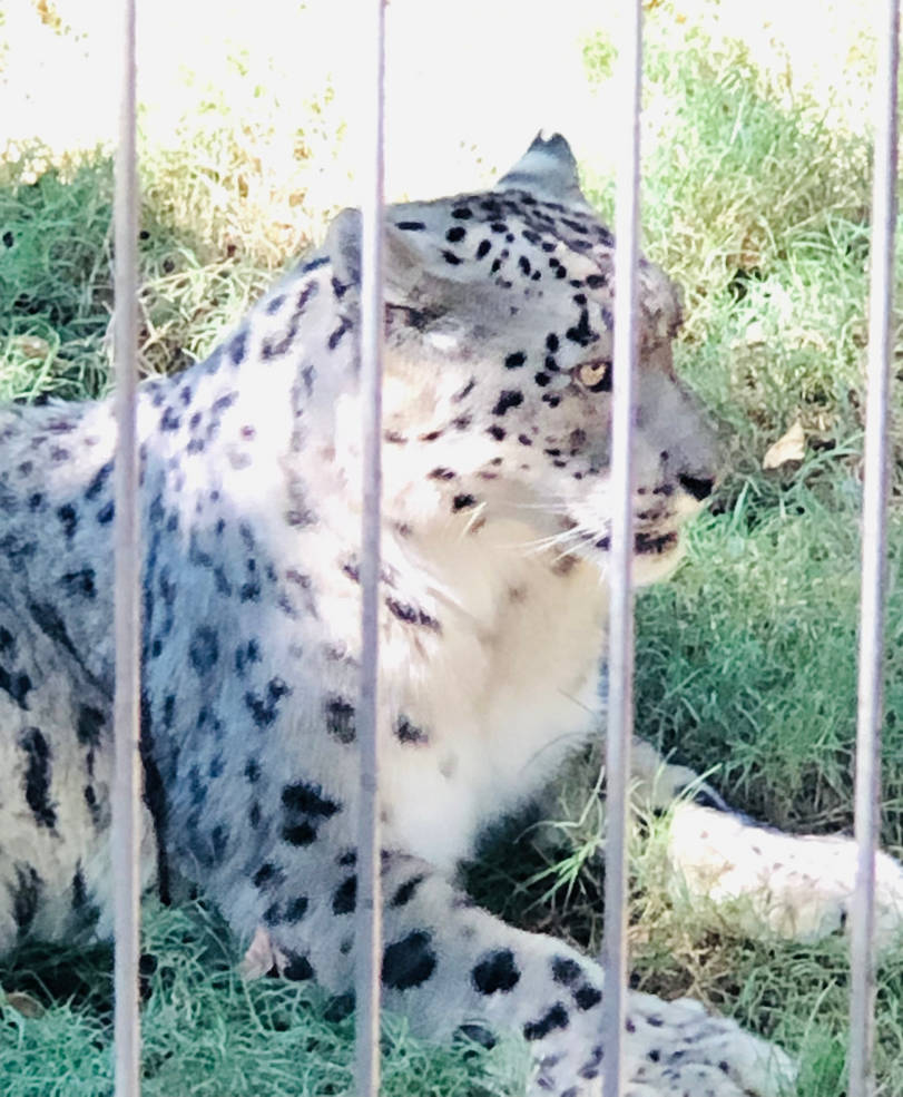 Memphis Zoo, Sept 2021 - Snow Leopard by Midniteoil-Burning on DeviantArt