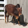 Memphis Zoo, Sept 2021 - How now Brown Cow