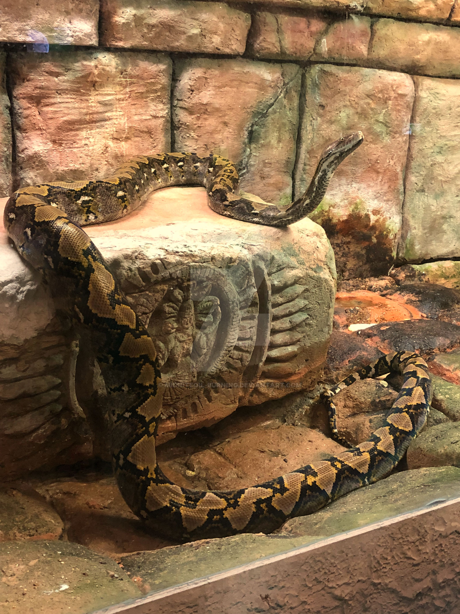 Memphis Zoo, Sept 2021 - Reticulated Python by Midniteoil-Burning on ...