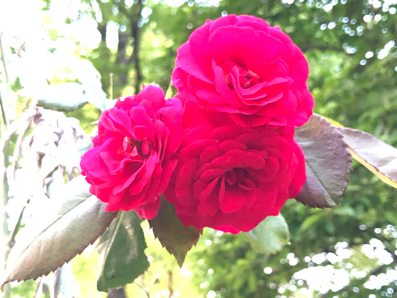 Mother's Day 2022- Triple Roses by Midniteoil-Burning on DeviantArt