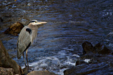 Heron