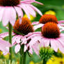 Echinacea