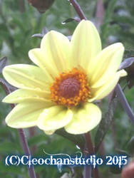 yellow flower