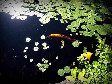 lonely koi