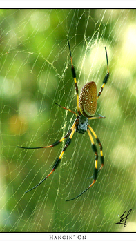 Hangin' On