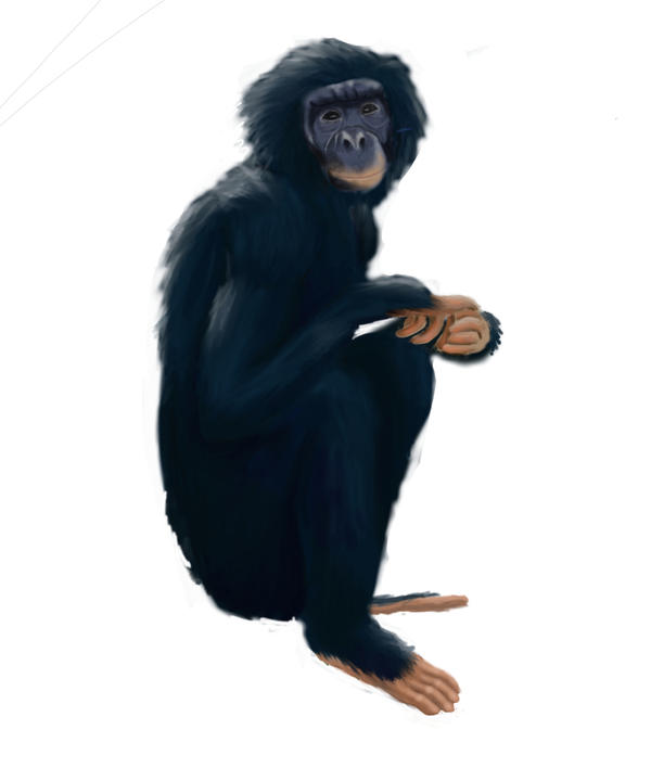 Deviantart 2007 Monkey monkey by gabylafolle on DeviantArt