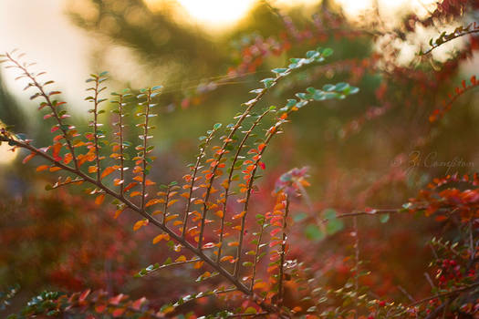 Cotoneaster