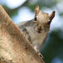 Curious Squirrel