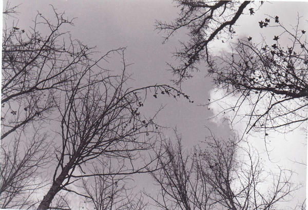 Trees Inkylicious trees. by ingrowntoenail on DeviantArt
