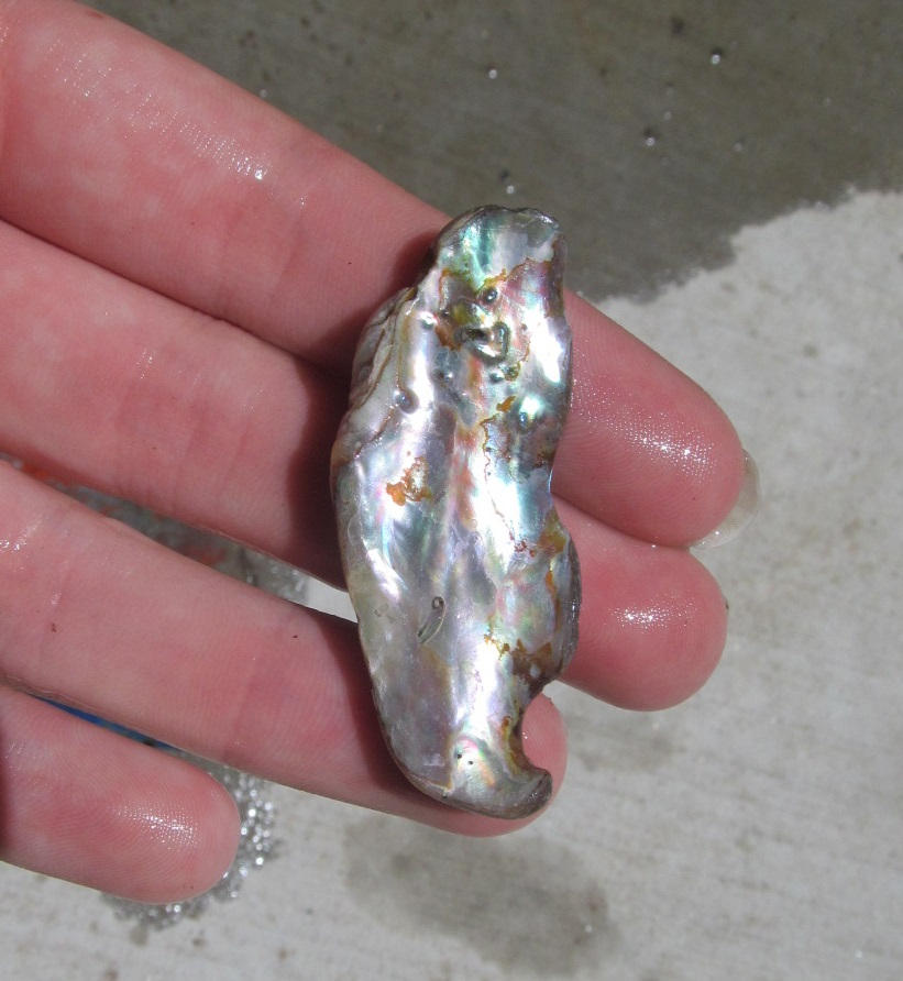 Shiny Seashell by Kaitlin73 on DeviantArt