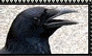 Corvids - stamp