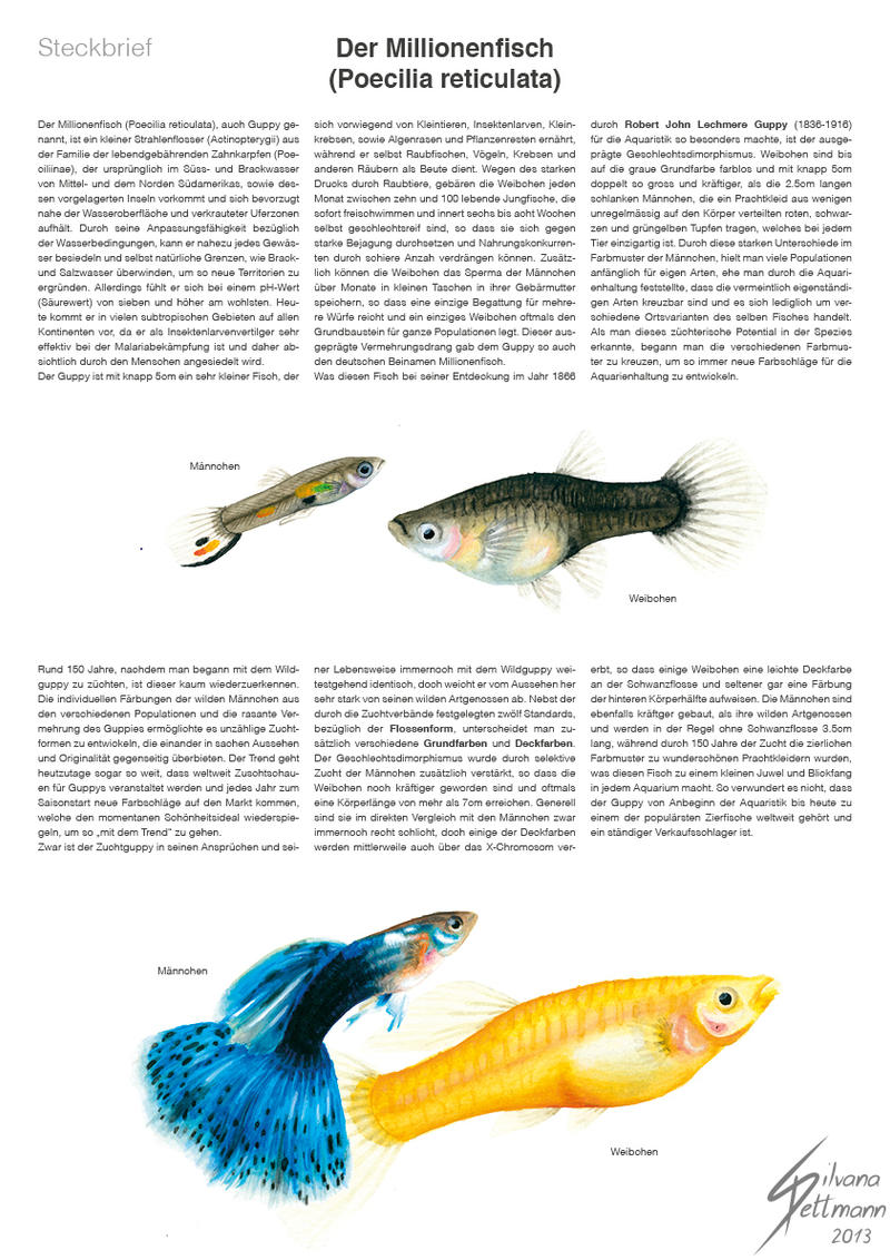 Guppy Infoblatt