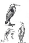 Common heron study